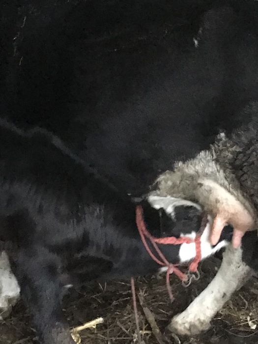 Vacă cu vitel de vanzare