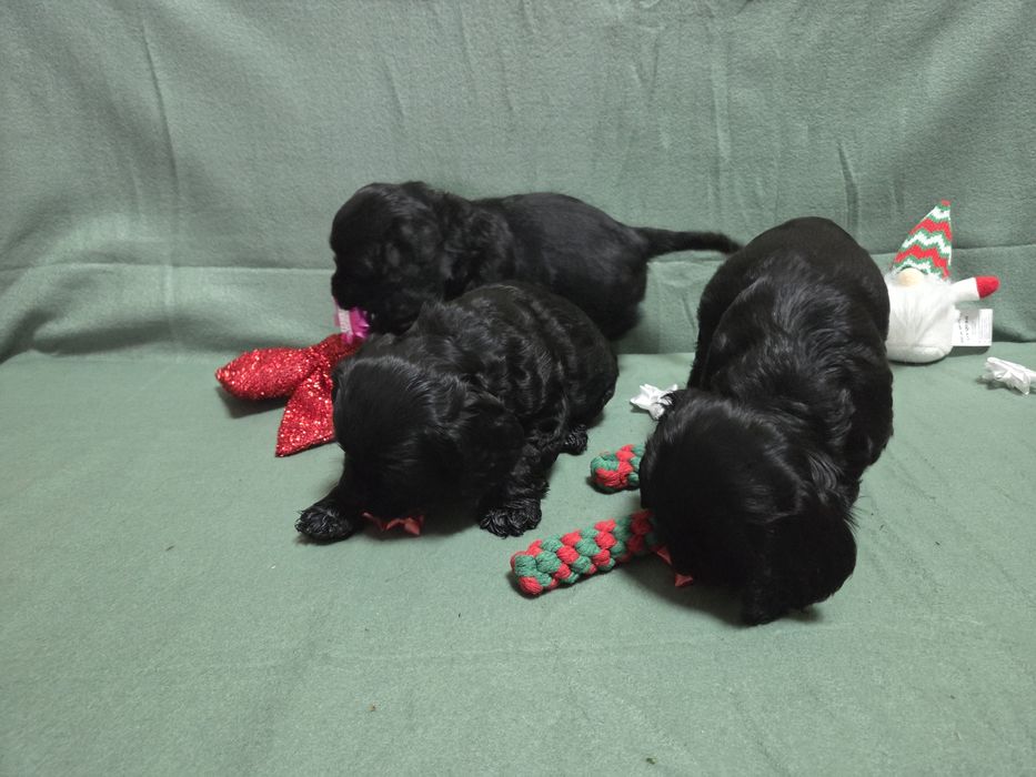 Продавам малки сладки кученца кокер шпаньол