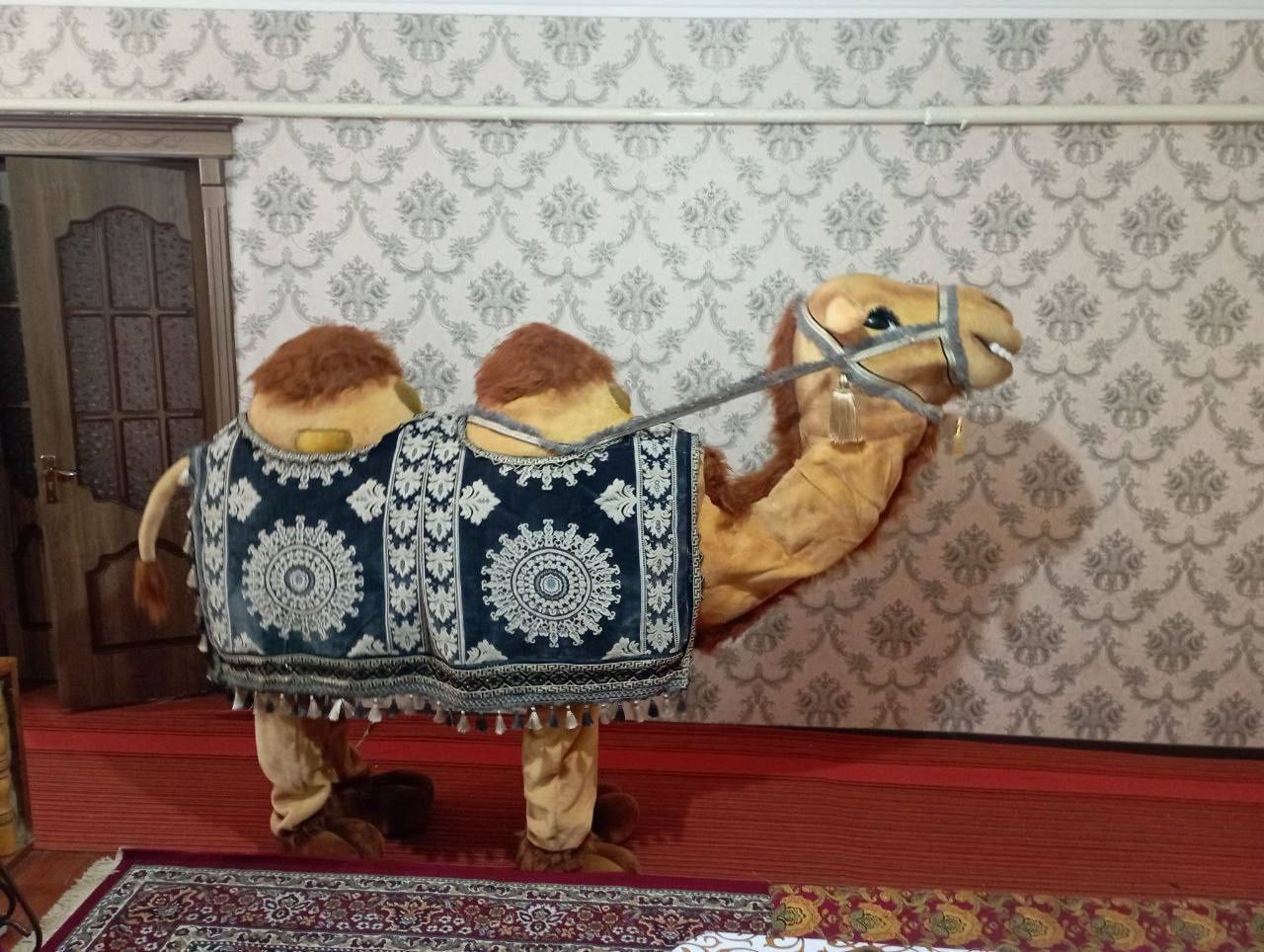 bazmlar uchun tuya