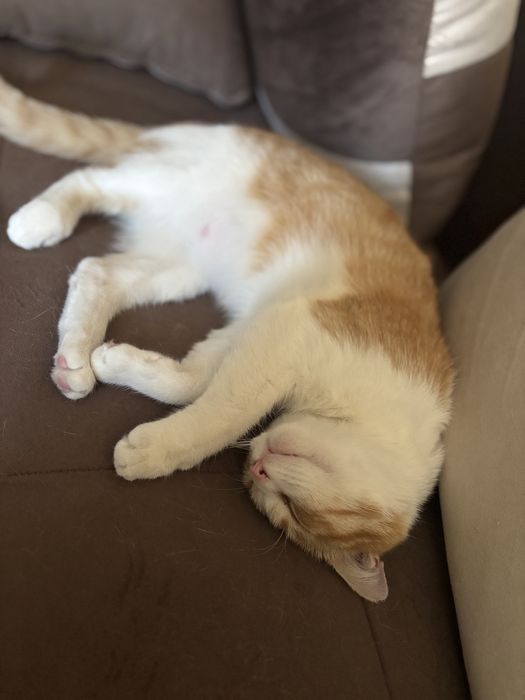 Котенце си търси Дом