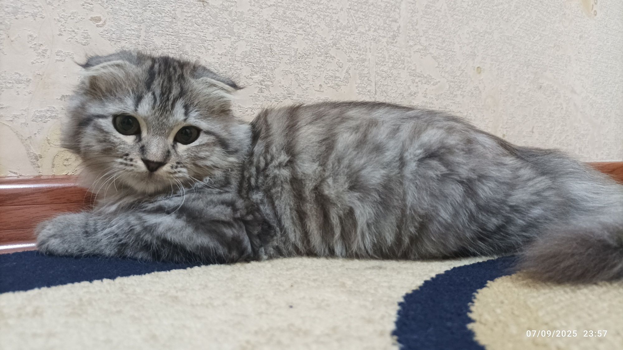 Кот Скотиш Фолд, Scottish Fold