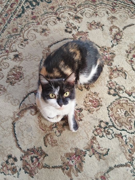 кошечка в самые добрые руки