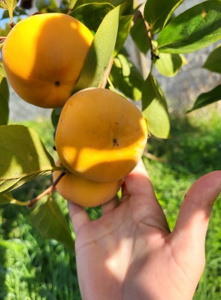 Kaki Jiro anul 3 la ghiveci