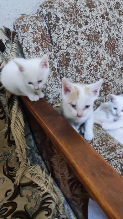 Котята домашние в основном белой масти отдам в добрые руки