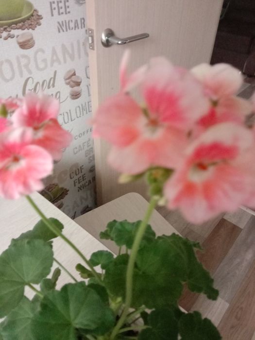 Красавица пеларгония