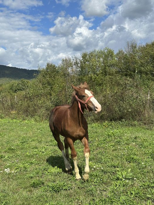Vând mânză de 5 luni.