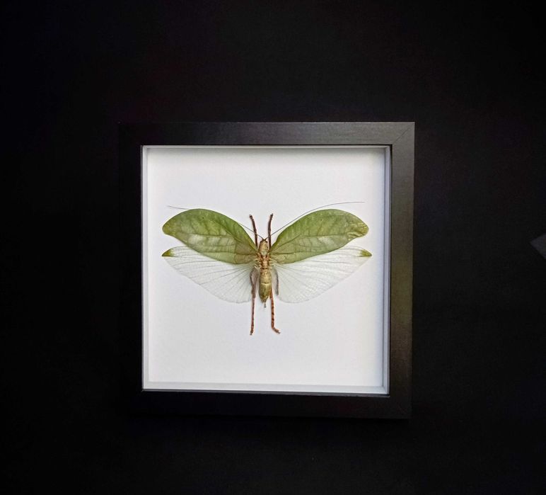 Препарирани насекоми-Богомолка, Пръчица, Цикада, Водни кончета и други