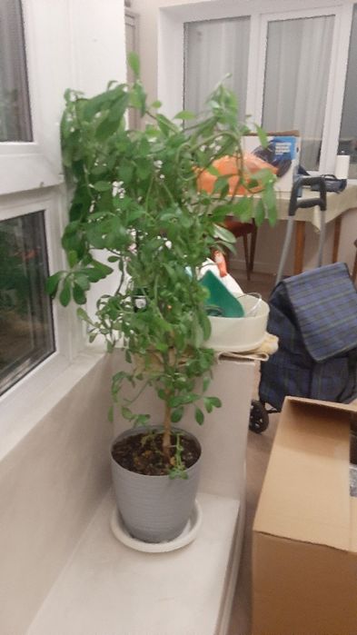 Комнатные растения