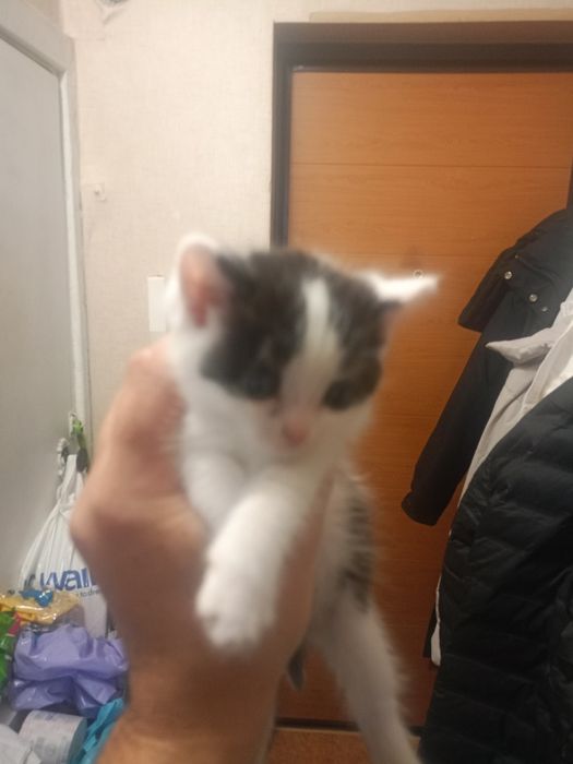 Отдам котят бесплатно