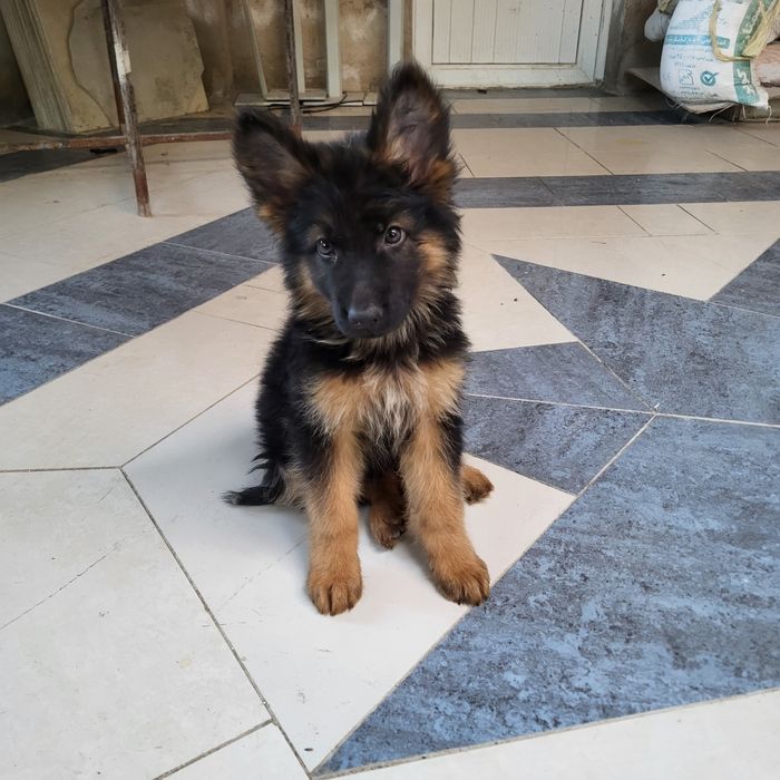 Щенки Немецкой Овчарки