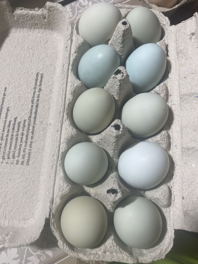 Vand oua verzi fara colesterol de araucana si ameraucana