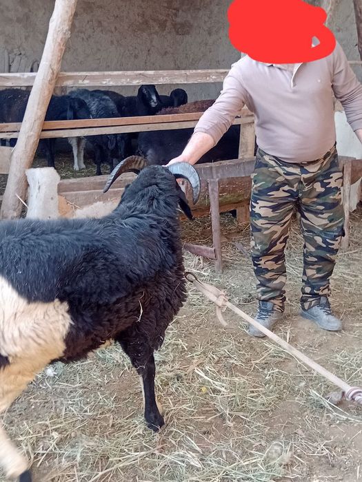 Barra sotiladi sirichni xõron