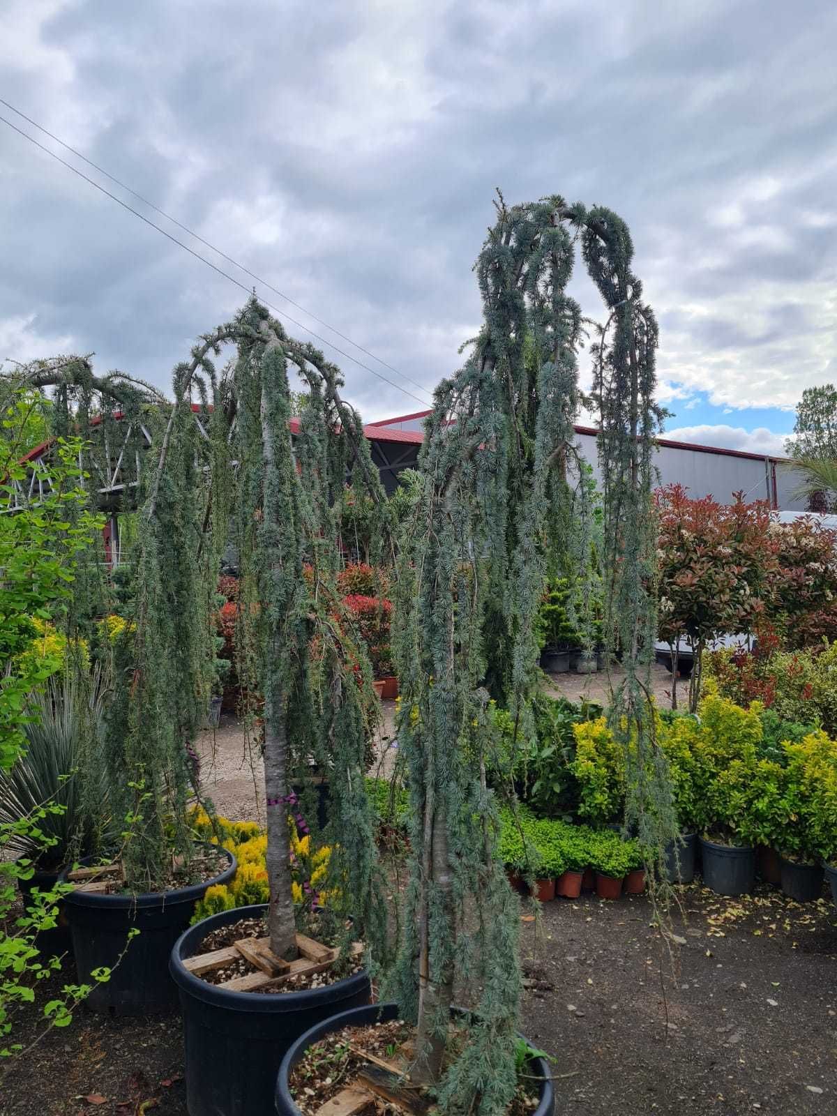 Plante perfecte pentru gard viu și decor exterior