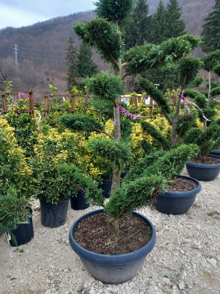 Plante ornamentale la preturi de producător