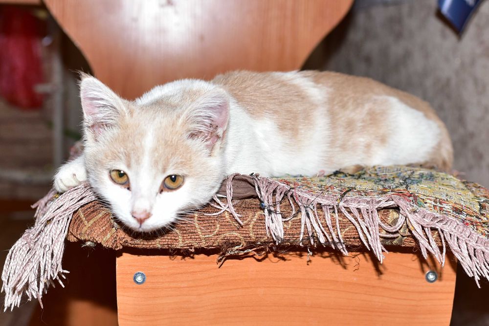 Котёнок МАЛЬЧИК ищет дом