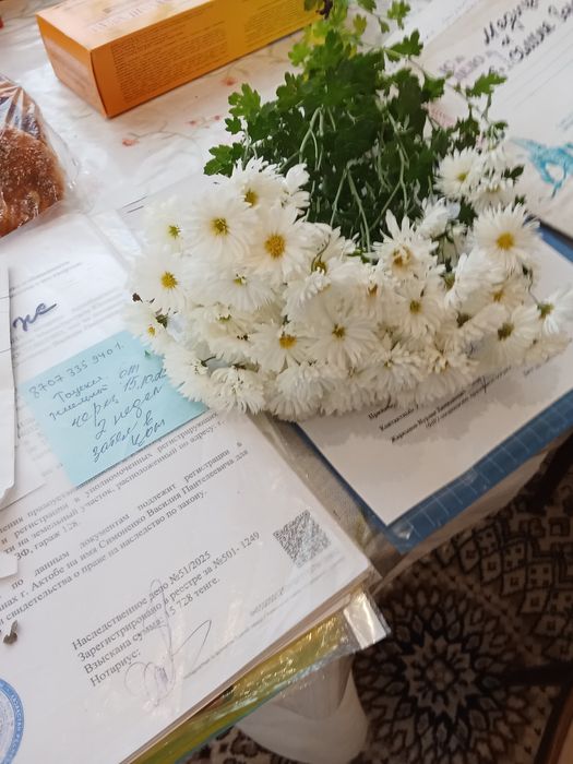 Саженцы хртзантемы