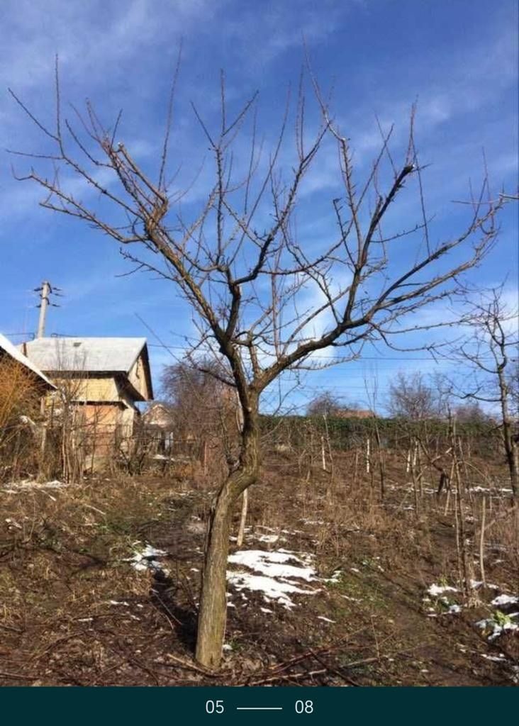 Toaletare/Formare Pomi Fructiferi/Arbori Rapid.