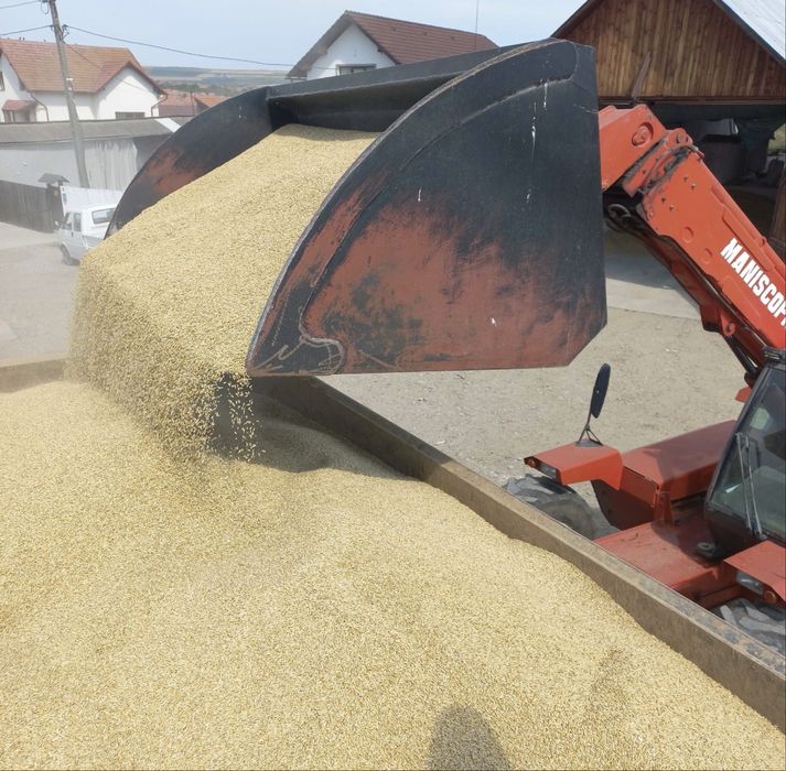 Vând porumb 2025 (Grâu, orz, orzoaica)