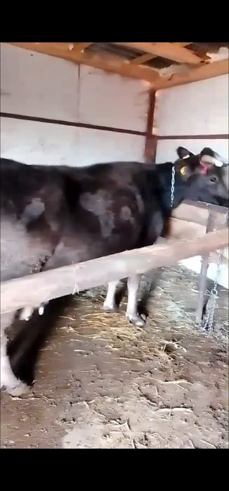 Vaca cu vitel de vânzare