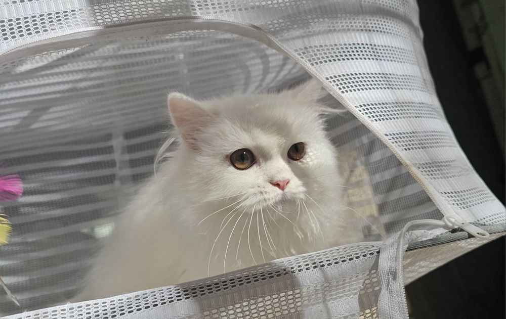 Британско бяло котенце