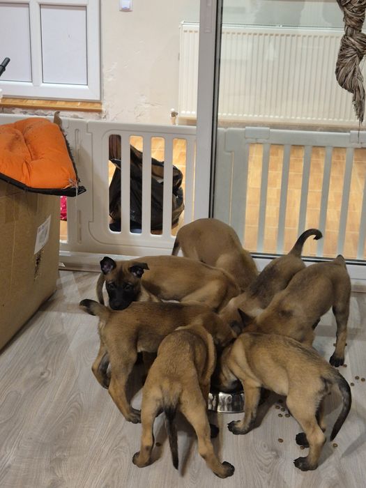 Ciobanesc belgian-malinois