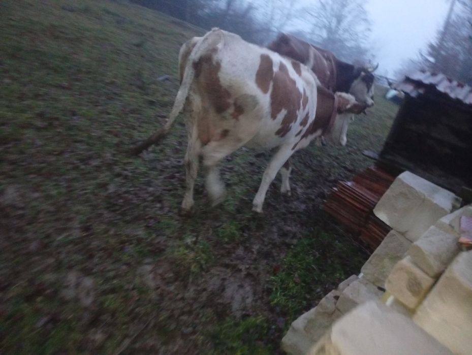 Vând vaci de cinci ani.