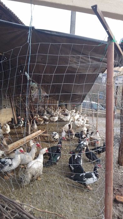 Vând gâște,bibilici și rațe