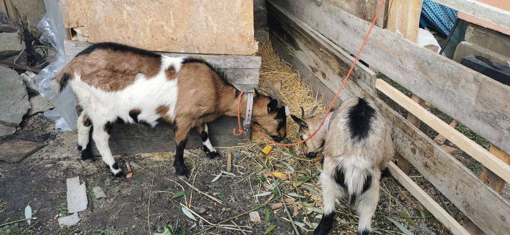 Vând o capra și o iada ambele gestante