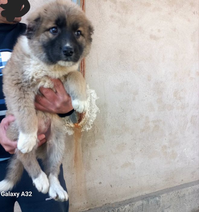 Кавказский щенок девочка