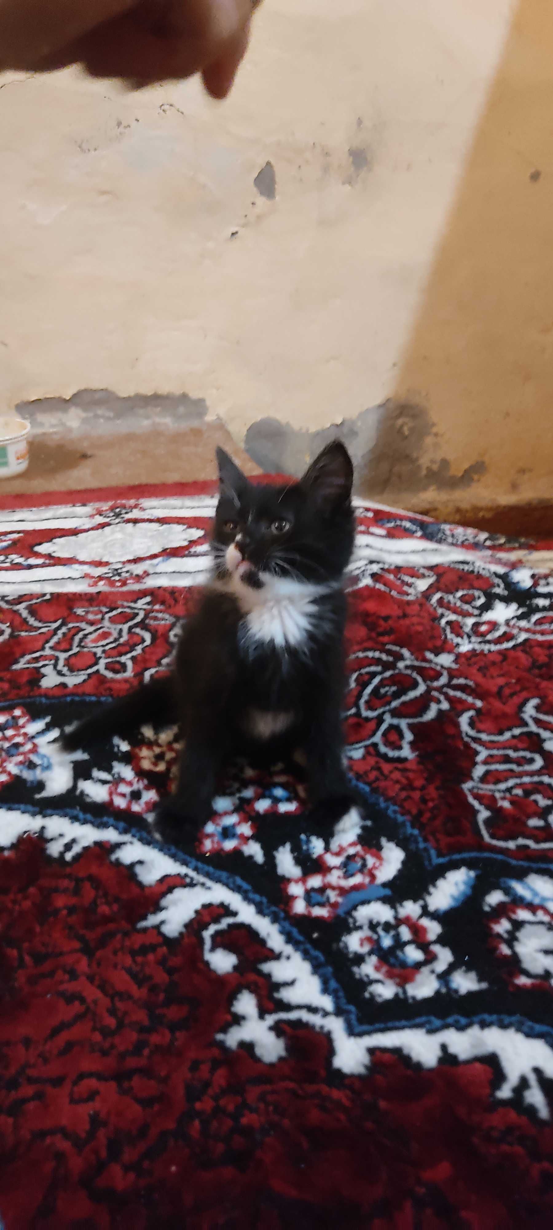 Mushuklarni hadiya qilamiz