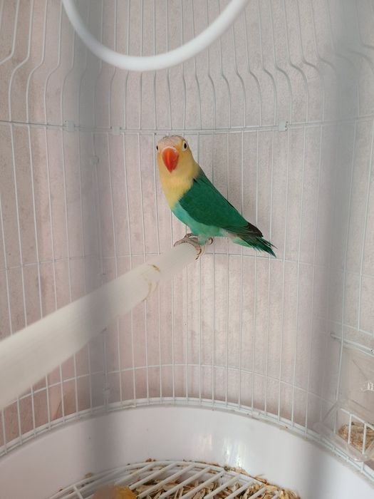 Папугай неразлучник 10 мес