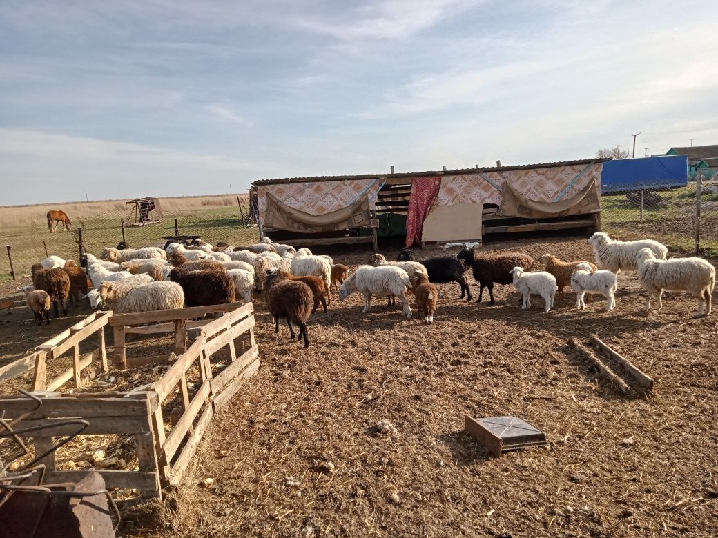 Продам овечек 7 км от города