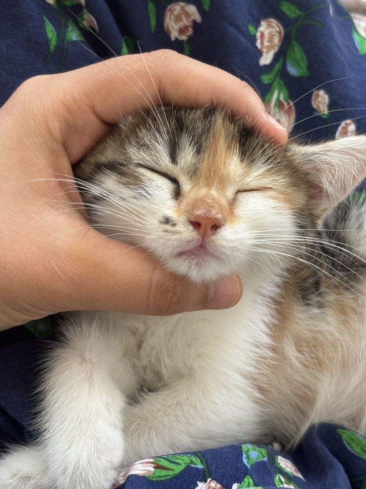 Отдам котёнка в добрые руки