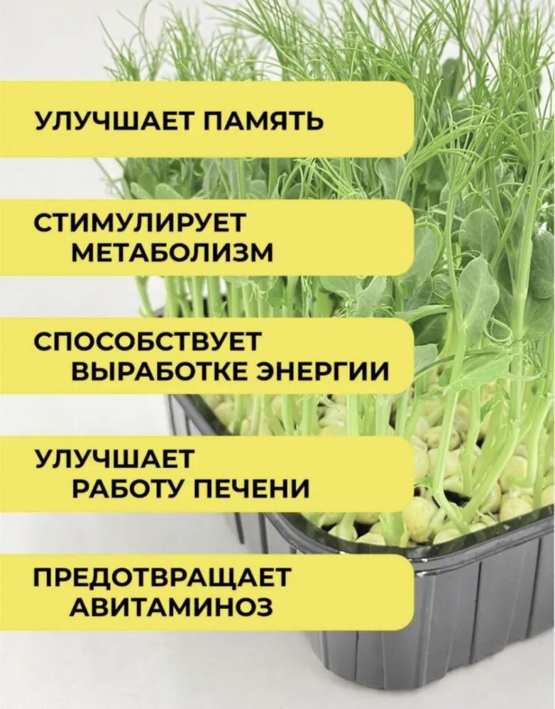 орошок Мадрас для микрозелин