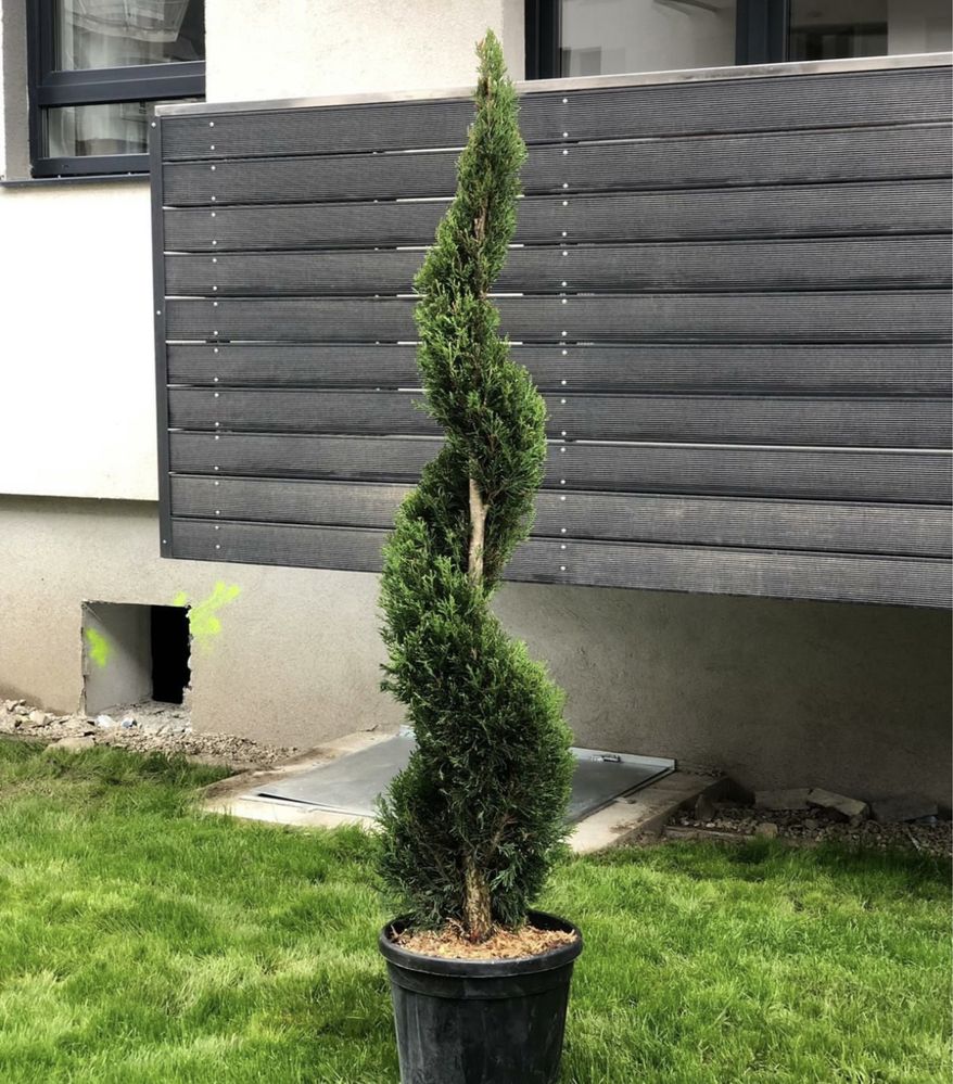 Plante ornamentale oferte