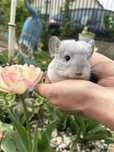 Pui chinchilla chinchila sinsila cincila