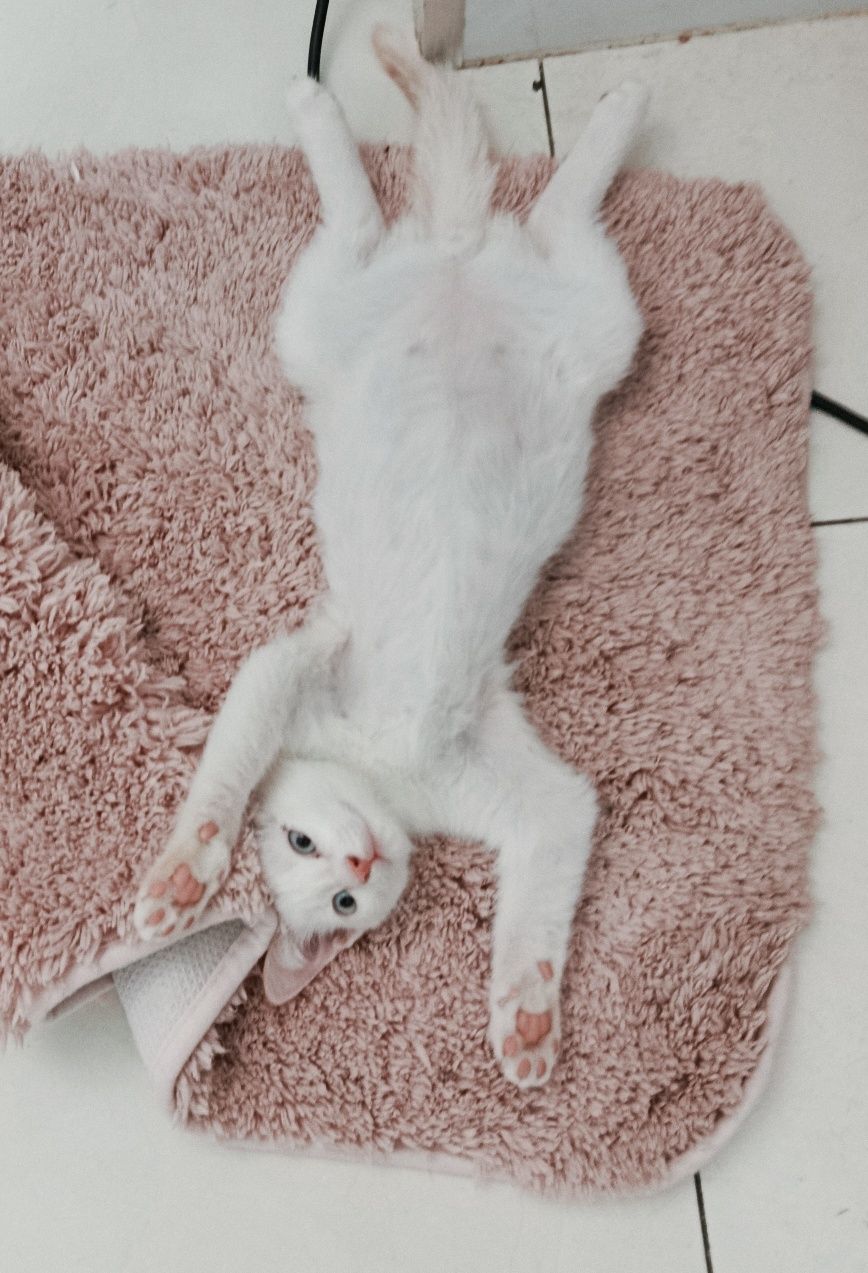 Котик милый голубые глазки