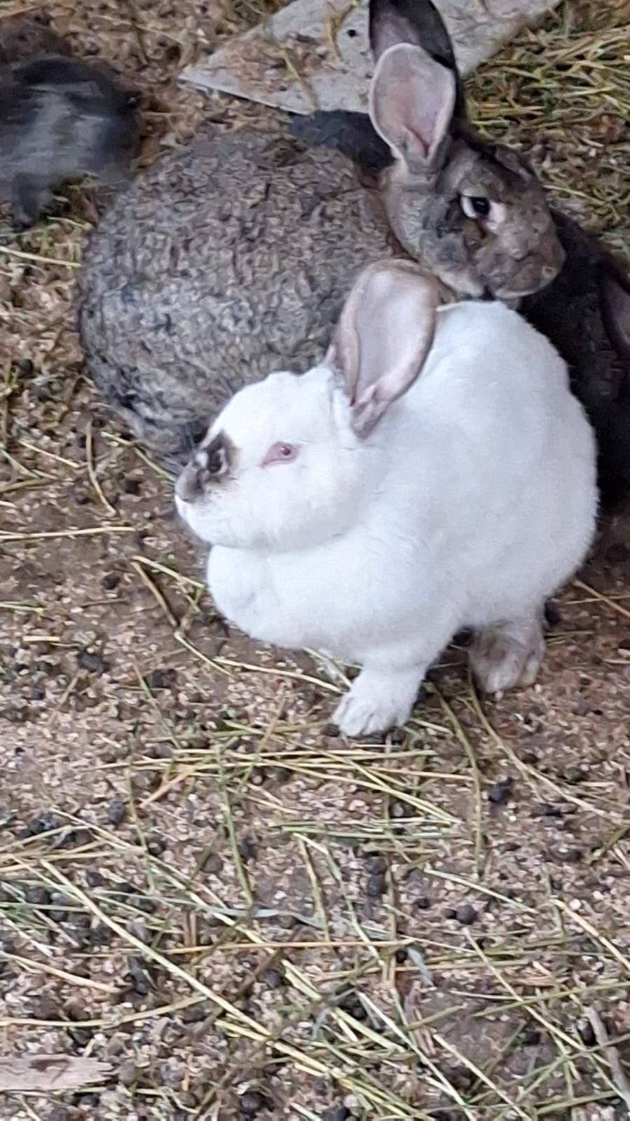 Iepurași foarte bine îngrijiți