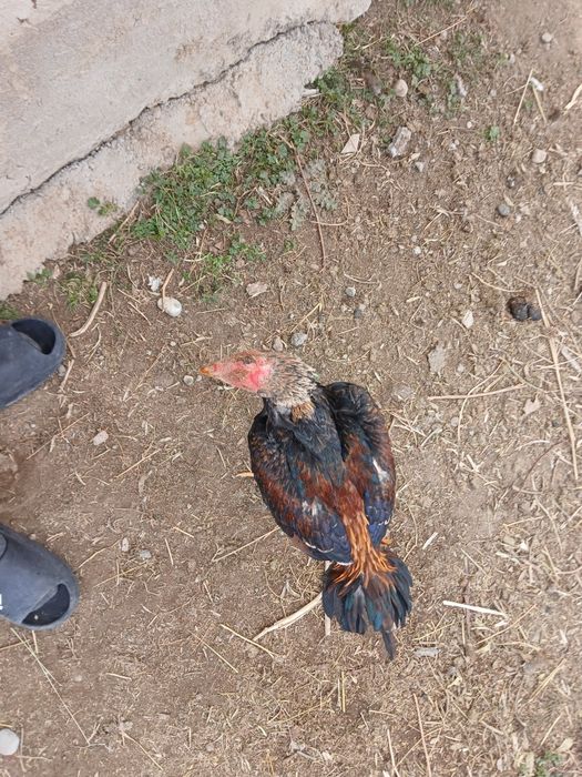 Дакан балапан сатылады немесе обмен