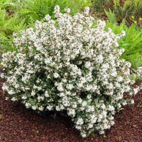 Osmanthus La Ghiveci