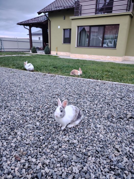 Vând iepuri de rasă pitici