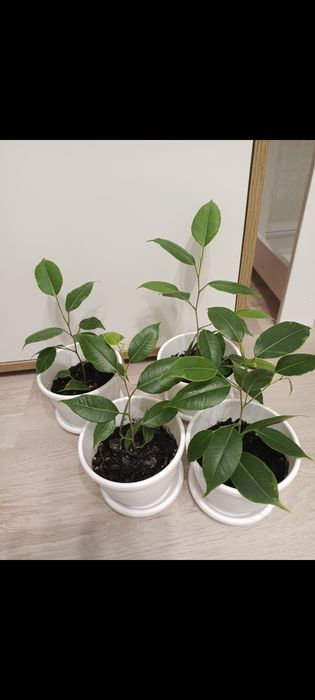 Фикусы бенджамина