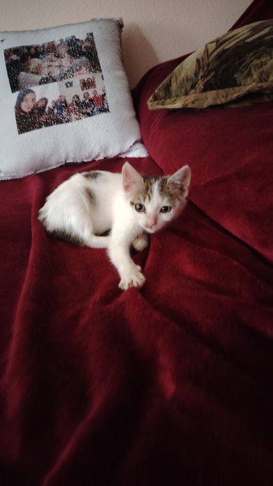 Donez 2 puiuți de pisică