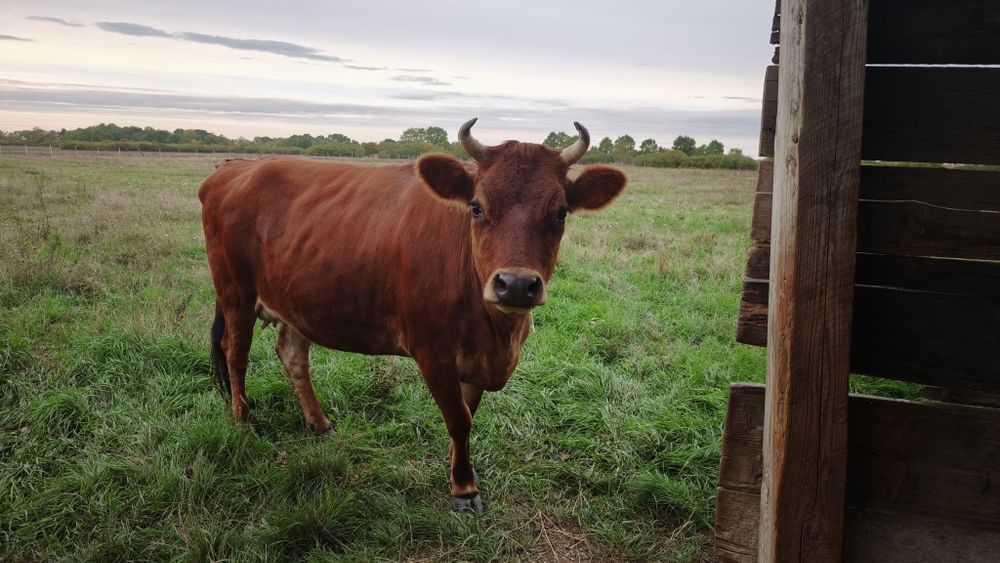 Ocazie ! Vand juninca gestanta Jersey