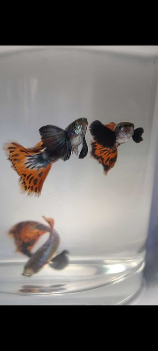 Гуппи Dambo Red Mosaic