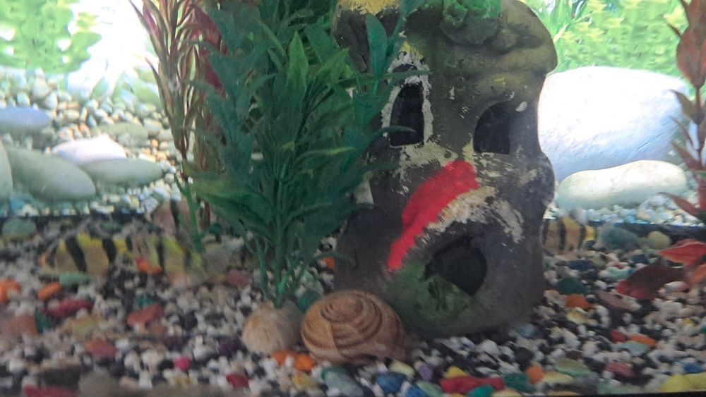 Баликлар ва аквариум,иситгич,филтр ичидаги декоративни нарсалари билан