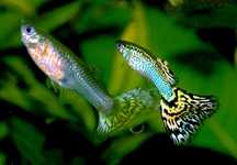 Guppy pesti acvariu