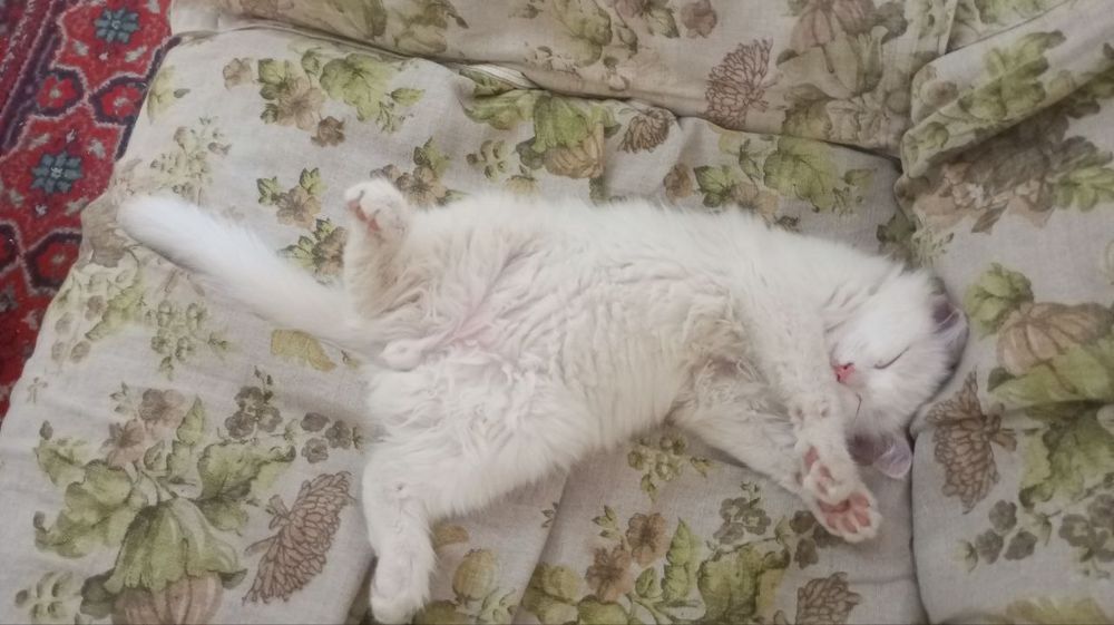 Отдам в хорошие руки котенка, кошечку