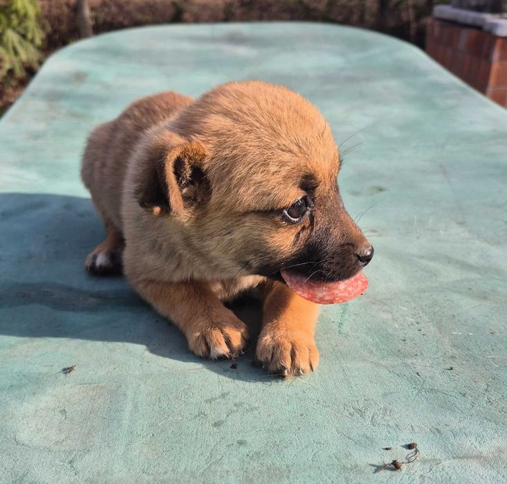 Cine dorește sa adopte un catelus.  Varsta de 3 luni. Talie mica