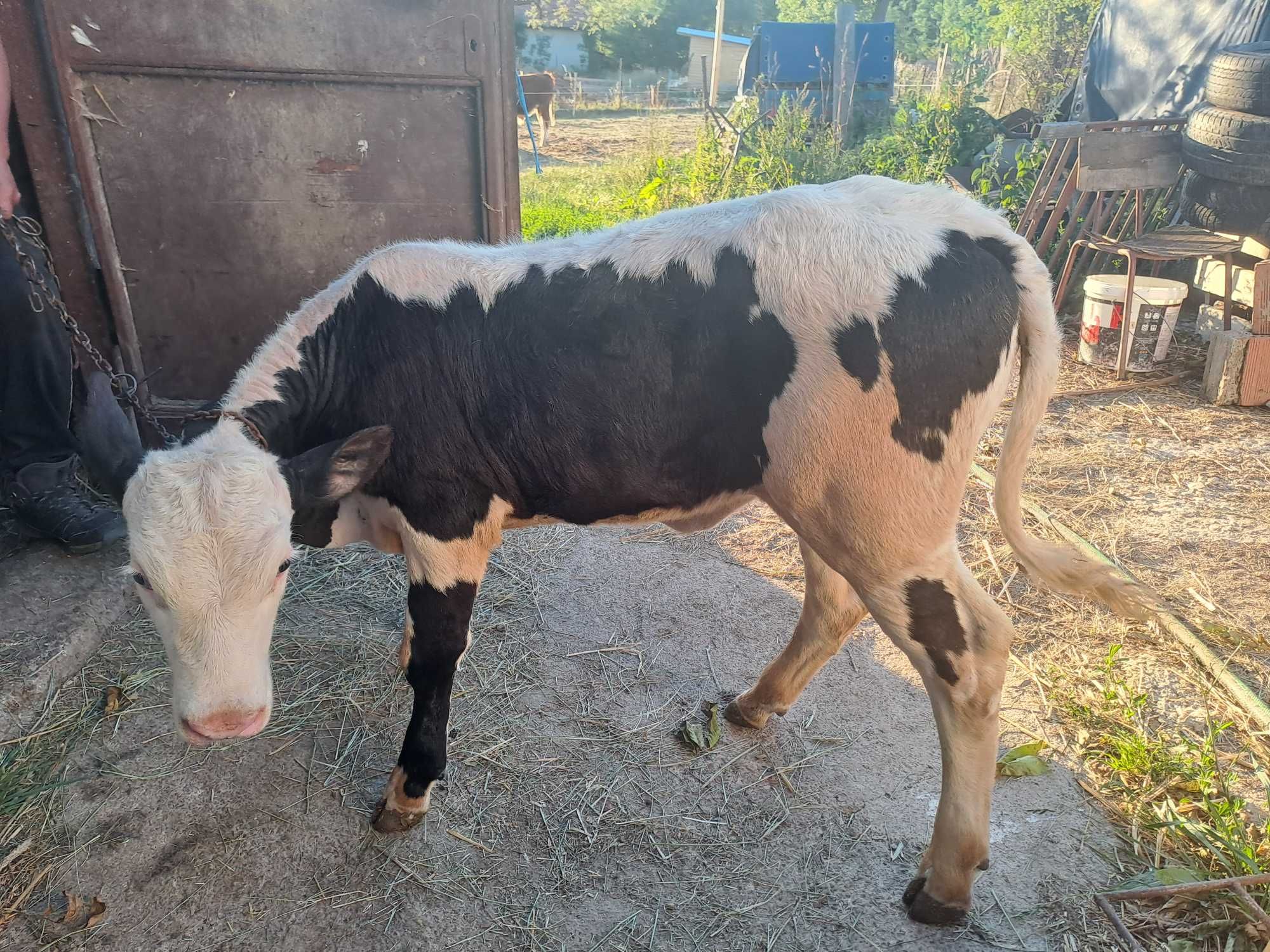 Vând 2 vițele de 2luni jumate